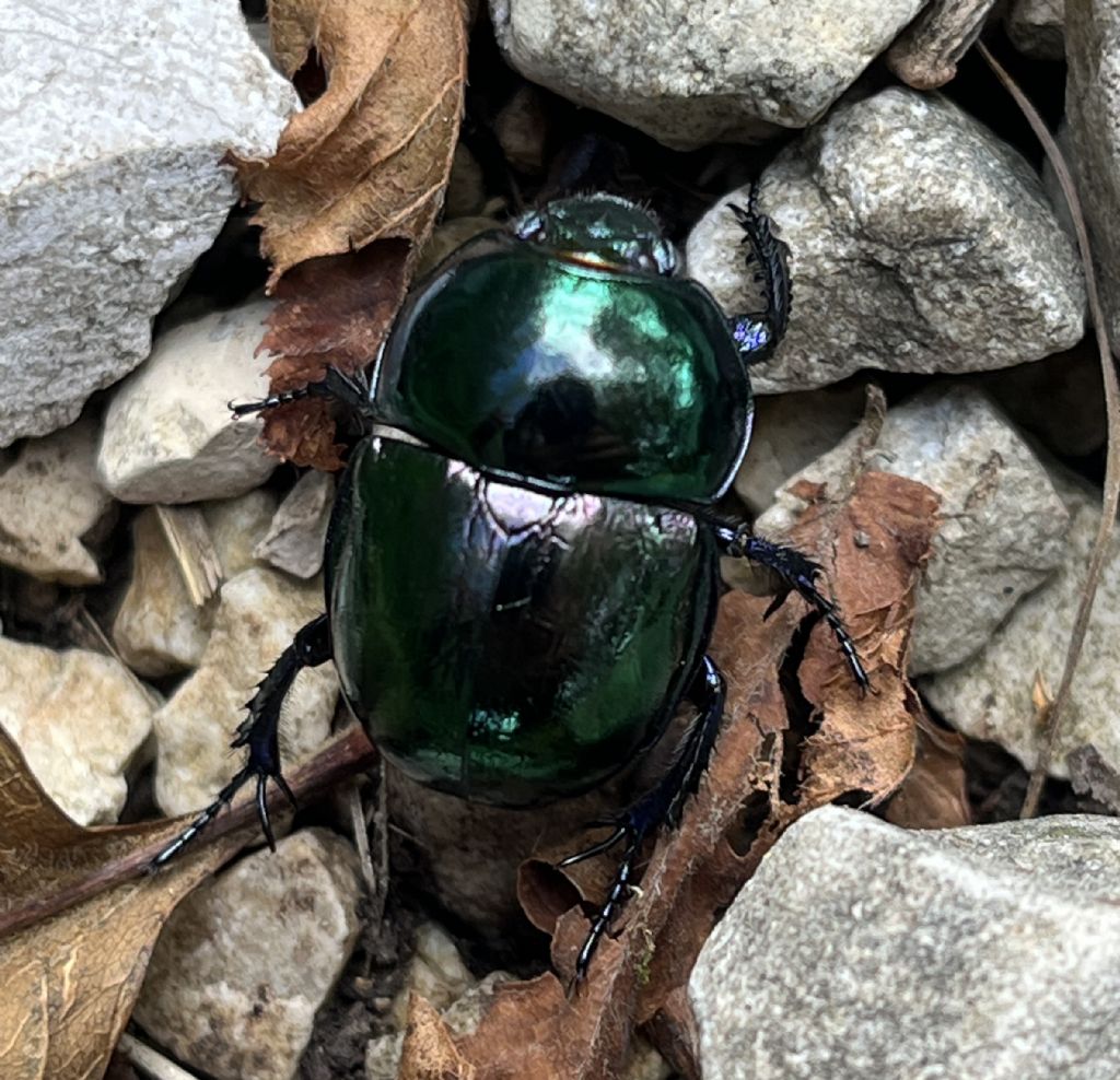 Trypocopris, o vernalis o pyraeneus